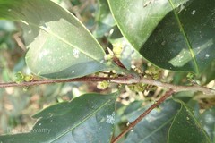 Bridelia stipularis